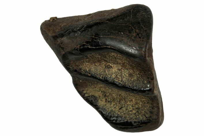 Fossil Dinosaur (Triceratops) Shed Tooth - Montana #339743